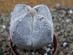 Astrophytum Onzuko quadricostatum pot 5,5 cm - 12399070