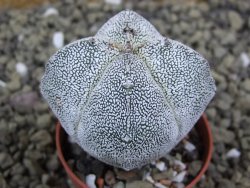 Astrophytum Onzuko quadricostatum pot 5,5 cm - 12399071