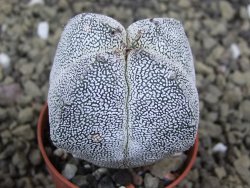 Astrophytum Onzuko quadricostatum pot 5,5 cm - 12399072