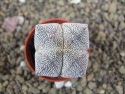 Astrophytum Onzuko quadricostatum pot 5,5 cm - 12399078