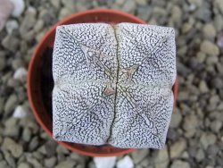 Astrophytum Onzuko quadricostatum pot 5,5 cm - 12399079