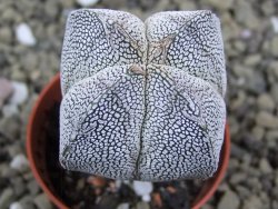 Astrophytum Onzuko quadricostatum pot 5,5 cm - 12399080