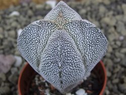 Astrophytum Onzuko quadricostatum pot 5,5 cm - 12399081