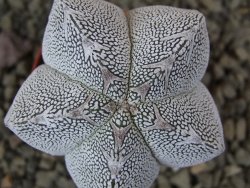 Astrophytum Onzuko pot 5,5 cm - 12399083