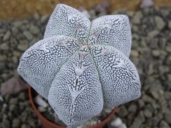 Astrophytum Onzuko pot 5,5 cm - 12399084