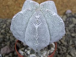 Astrophytum Onzuko pot 5,5 cm - 12399085