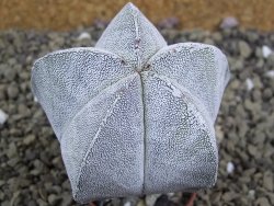 Astrophytum Onzuko pot 5,5 cm - 12399094