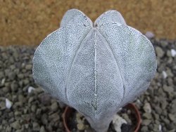 Astrophytum Onzuko pot 5,5 cm - 12399095