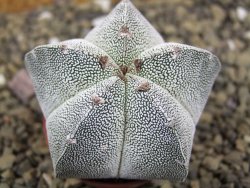 Astrophytum Onzuko pot 5,5 cm - 12399097