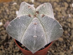 Astrophytum Onzuko pot 5,5 cm - 12399098