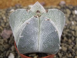 Astrophytum Onzuko pot 5,5 cm - 12399099