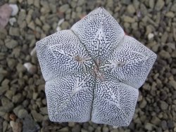 Astrophytum Onzuko pot 5,5 cm - 12399100