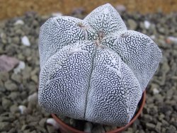 Astrophytum Onzuko pot 5,5 cm - 12399102