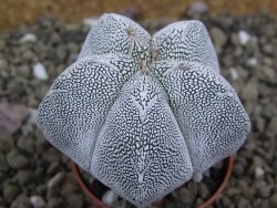 Astrophytum Onzuko pot 5,5 cm - 12399103