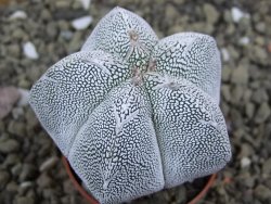 Astrophytum Onzuko pot 5,5 cm - 12399104