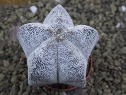 Astrophytum Onzuko pot 5,5 cm - 12399107