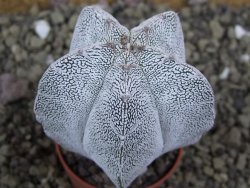 Astrophytum Onzuko pot 5,5 cm - 12399108