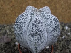 Astrophytum Onzuko pot 5,5 cm - 12399109