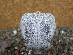 Astrophytum Onzuko pot 5,5 cm - 12399112