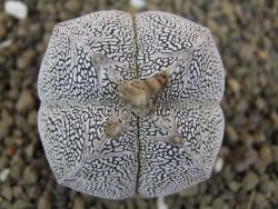 Astrophytum Onzuko quadricostatum pot 5,5 cm