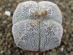 Astrophytum Onzuko quadricostatum pot 5,5 cm - 12399114