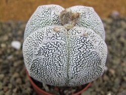 Astrophytum Onzuko quadricostatum pot 5,5 cm - 12399115