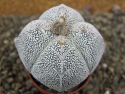 Astrophytum Onzuko quadricostatum pot 5,5 cm - 12399116