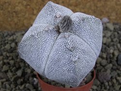 Astrophytum Onzuko quadricostatum pot 5,5 cm - 12399119