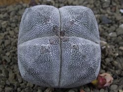 Astrophytum Onzuko quadricostatum pot 5,5 cm - 12399122