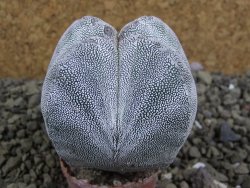 Astrophytum Onzuko quadricostatum pot 5,5 cm - 12399123