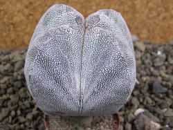 Astrophytum Onzuko quadricostatum pot 5,5 cm - 12399124