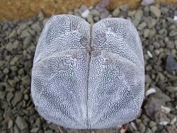 Astrophytum Onzuko quadricostatum pot 5,5 cm - 12399125