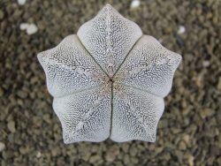 Astrophytum Onzuko pot 5,5 cm