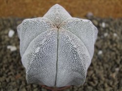 Astrophytum Onzuko pot 5,5 cm - 12399128