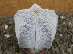 Astrophytum Onzuko pot 5,5 cm - 12399129