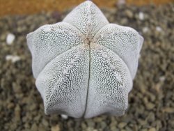 Astrophytum Onzuko pot 5,5 cm - 12399131