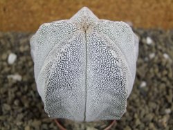 Astrophytum Onzuko pot 5,5 cm - 12399133