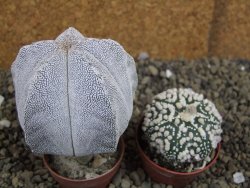 Astrophytum Onzuko pot 5,5 cm - 12399134