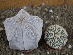 Astrophytum Onzuko pot 5,5 cm - 12399135