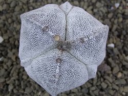 Astrophytum Onzuko tricostatum costa inter costas, pot 5,5 cm