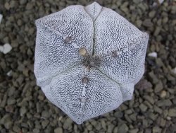 Astrophytum Onzuko tricostatum costa inter costas, pot 5,5 cm - 12399137