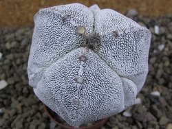 Astrophytum Onzuko tricostatum costa inter costas, pot 5,5 cm - 12399138