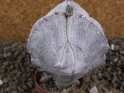 Astrophytum Onzuko tricostatum costa inter costas, pot 5,5 cm - 12399139