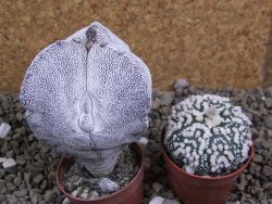 Astrophytum Onzuko tricostatum costa inter costas, pot 5,5 cm - 12399142