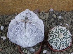 Astrophytum Onzuko tricostatum costa inter costas, pot 5,5 cm - 12399143