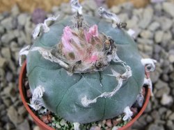 Lophophora williamsii pot 5,5 cm - 12399144