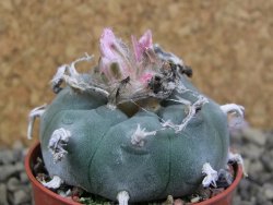 Lophophora williamsii pot 5,5 cm - 12399146