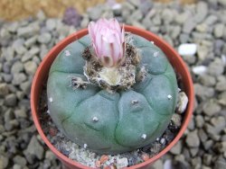 Lophophora williamsii pot 5,5 cm - 12399147