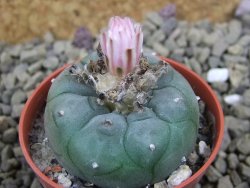 Lophophora williamsii pot 5,5 cm - 12399149