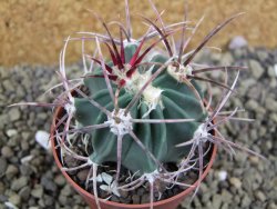 Echinocactus parryi Ciudad Juarez, pot 6,5 cm - 12399150